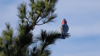 Mavi gökyüzüne karşı bir çam ağacının dalına tünemiş pembe ve gri bir kuşun yakın plan fotoğrafı.