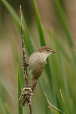 Uzun yeşil otlarla çevrili ince bir dala tünemiş küçük kahverengi kuş.