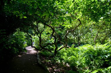 Karanlık Orman Yolu Eğreltiotları ve Sarmal Ağaçlarla Sıralanmış