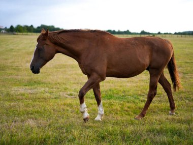 Kahverengi at bulutlu gökyüzünün altında çimenli tarlalarda yürüyor
