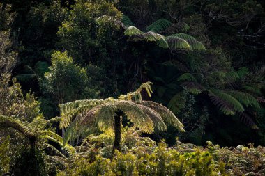 gür yeşil eğrelti otları ve sık ormanlardaki ağaçlar
