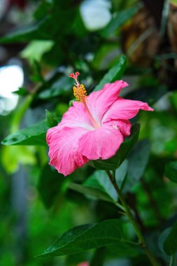 Yeşil yaprakların arasında açan pembe amber çiçeği.