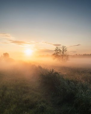 Siluetli bir ağacı olan çimenli bir çayırda puslu bir gün doğumu