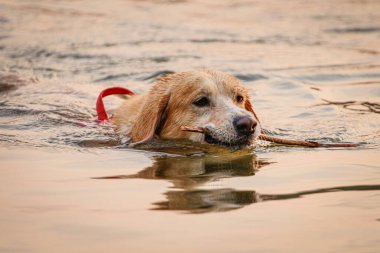 Golden retriever elinde sopayla yüzüyor.