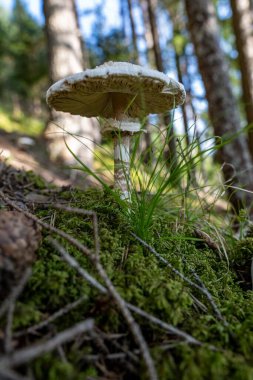 Yeşil çimenler ve yosunlar arasında büyüyen mantar