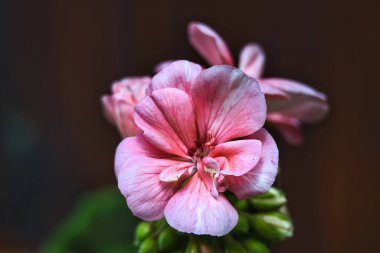 Arka planda yeşil yapraklarla açan pembe çiçek.