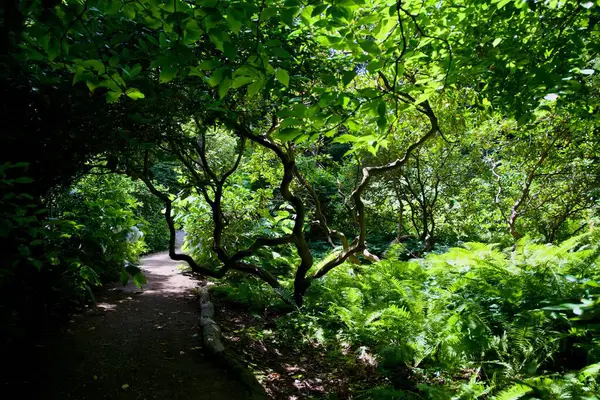 Karanlık Orman Yolu Eğreltiotları ve Sarmal Ağaçlarla Sıralanmış