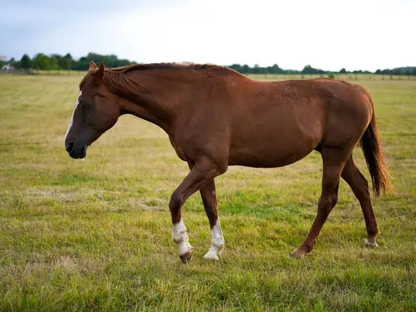 Kahverengi at bulutlu gökyüzünün altında çimenli tarlalarda yürüyor