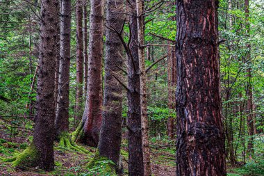 Uzun ağaçlar yemyeşil orman ortamında yetişiyor.