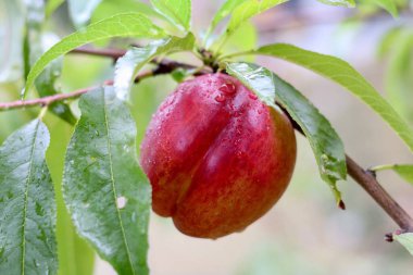 Ağaç dalında yeşil yapraklardan sarkan olgun kırmızı şeftali.