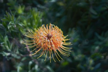 Çiçekli Portakal Lökospermi Çiçeğinin Yakın Çekimi