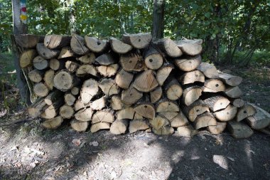 Yığılmış kütükler orman bölgesinde ağaçlara karşı dinleniyor.