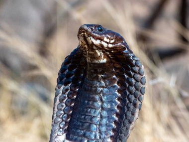 Kapüşonlu boyunlu, pulları olan bir yılan.