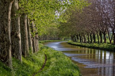 Bereketli yeşil ağaçlar berrak suyla sakin nehir kıyısına diziliyor.