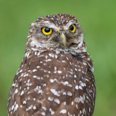 Sarı gözlü kahverengi baykuşun yakın çekimi.