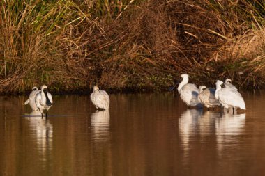 Yeşil yaprakların yanında durmakta olan bir grup beyaz balıkçıl.