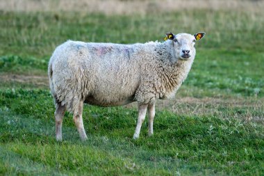 Yeşil çimlerin üzerinde tek başına duran koyunlar.