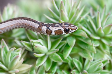 Yabani bitkinin üzerinde yılan görüntüsü