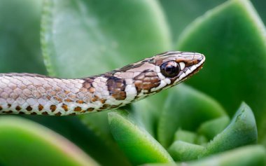 Yeşil Sulu Yaprakların Üzerinde Kahverengi ve Tan İşaretli İnce Yılan Yan Profili