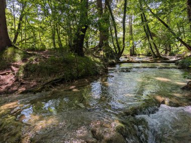 Şelaleden Düşük Şelaleler Üzerindeki Güneş Noktalı Orman Akıntısı Yemyeşil Ağaçların Ortasında