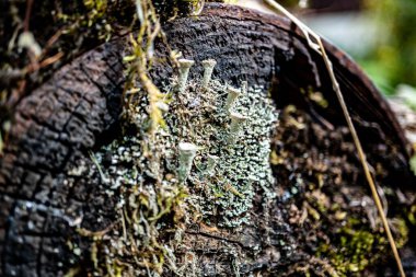 Ağaç kütüğünde büyüyen yosun yakınlığı