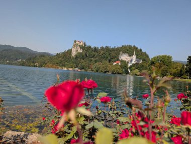 Arka planda şatoyla göl kenarında açan güller