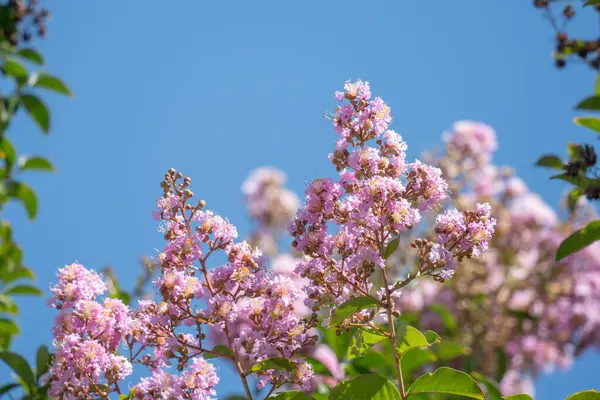Açık Mavi Gökyüzüne karşı açan Soluk Pembe Krep Myrtle Çiçekleri