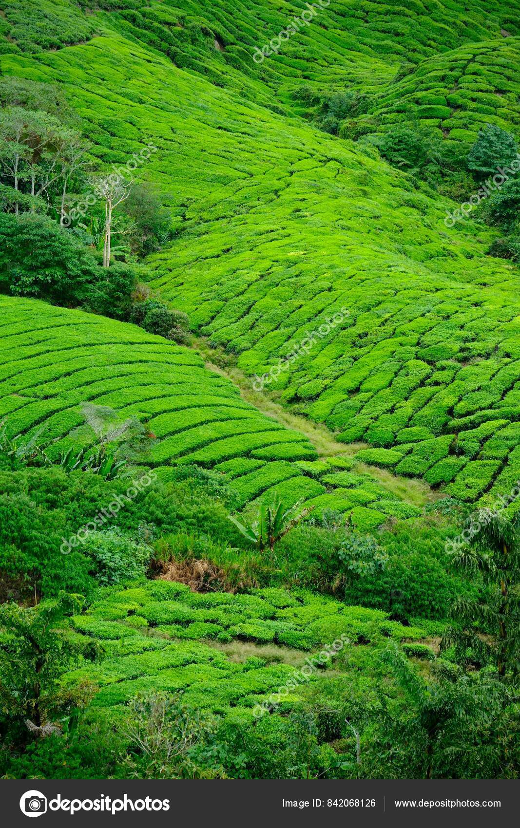 CÁRMENES\, image size:1067x1700