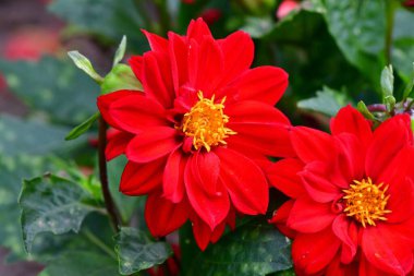 Bahçedeki yeşil yaprakların arasında açan kırmızı çiçekler.