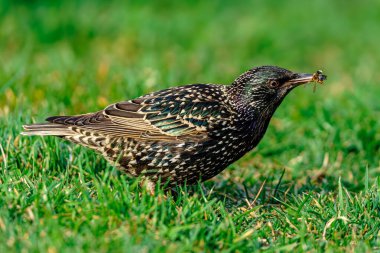 Yeşil çimenlerin üzerinde duran ve böcekleri tutan kuş.