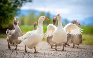 Çakıl yolunda birlikte yürüyen kazlar.