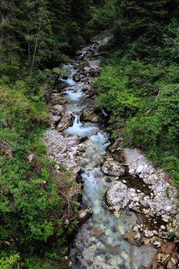 Yeşil dağ ormanlarında taşlı bir nehir