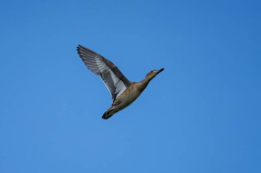 Kuş açık mavi gökyüzüne doğru uçuyor
