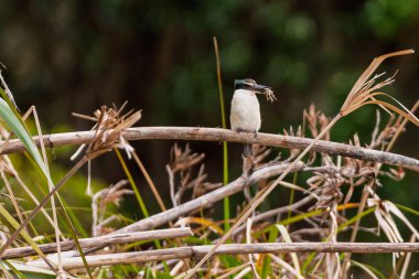 Kingfisher Kuşu Gagasında Yakaladığı Avla Sazlığa Tüymüş