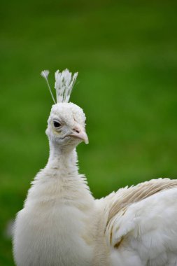 Yeşil Çimenlere Karşı Beyaz Tavuskuşu Başı ve Crest 'in Yakın Çekim Portresi
