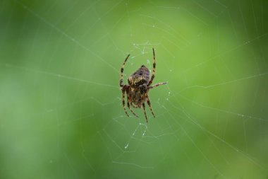 Yeşil Bir Arkaplan Karşısında Orb-dokumacı Örümcek Ağı Merkezli