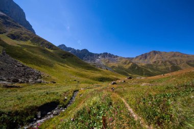 Yeşil Alp çayırı ve deresi Rocky Dağı Tepelerine çıkıyor.