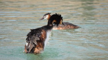 Büyük İbikli Grebe Gölde Banyo Yaparken Suyu Sarsıyor