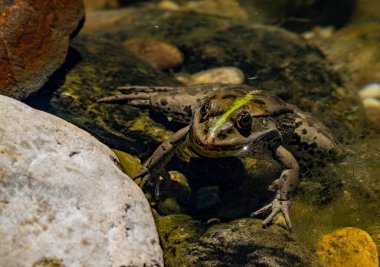 Avrupa Yaygın Kurbağası Kısmen Yosun Nehri Kayalıklarında Battı