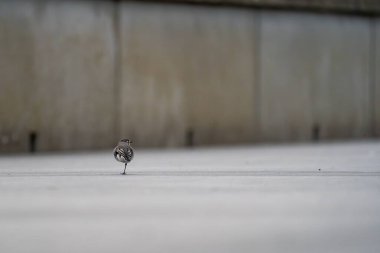 Beton yüzeyde yürüyen küçük bir kuş.