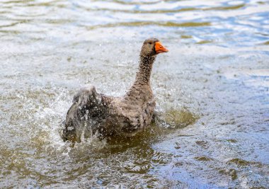 Gölette yüzerken su sıçrayan kaz