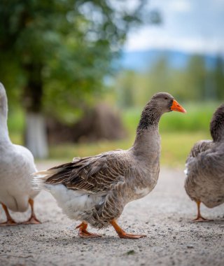 Close-up of Domestic Greylag Goose Walking on a Dirt Path on a Farm