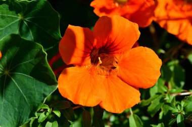 Yeşil yaprakların arasında açan parlak turuncu çiçek.