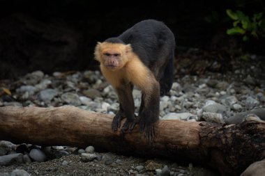 White-Faced Capuchin Monkey Standing on a Log in a Low, Alert Posture