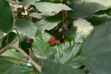 Small Red and Black Butterfly Resting on a Large Green Leaf