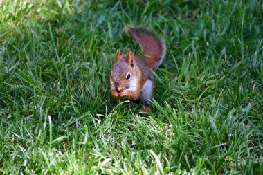 Small North American Red Squirrel sitting in green grass, holding and eating a nut or seed
