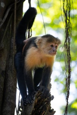 White-faced Capuchin monkey standing on a tree trunk in a tropical rainforest habitat