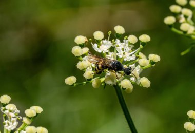 Macro Shot of a Black and Yellow Insect Foraging on a White Cluster Flower