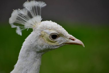 Extreme Close-up Profile of a White Peacock's Head and White Crest