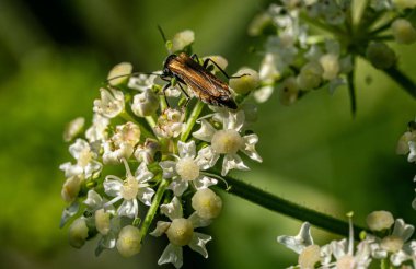 Close-up of a Metallic Insect on a Cluster of Small White Flowers